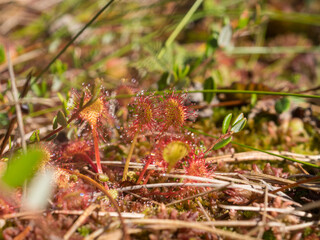carnivorous plant sundew in a swamp