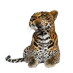 Fototapeta premium [Transparent Background PNG]Leopard Looking Up Isolated on White Background