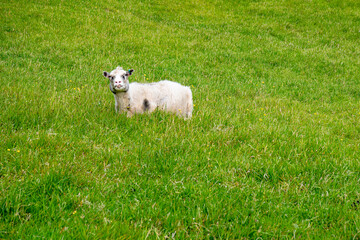 Obraz premium Oveja feroes en pasto de las Islas Feroe, Dinamarca también conocidas como Islas de las ovejas.