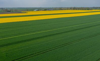 Obraz premium Rapsfeld am Anfang der Blüte mit der Drohne abgeflogen