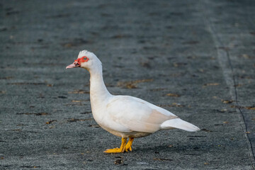 duck