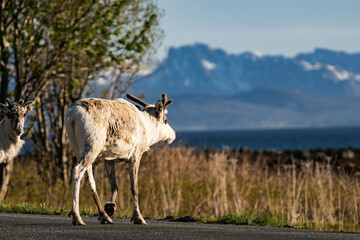 White reindeer or caribou (Rangifer tarandus) standing on a road in Norway with mountains in the...