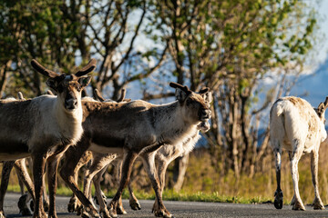 Reindeer group or caribou (Rangifer tarandus) standing on a street in Norway with mountains in the background