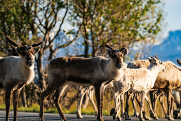 Reindeer group or caribou (Rangifer tarandus) standing on a street in Norway with mountains in the background
