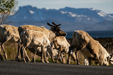 Reindeer group or caribou (Rangifer tarandus) standing on a street in Norway with mountains in the background