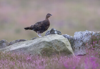 Red Grouse perched on Rocks