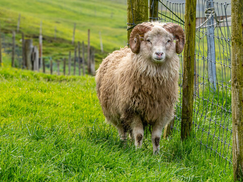 Carnero (oveja macho) en un prado de las Islas Feroe, Dinamarca