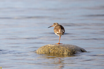 Common redshank on a rock