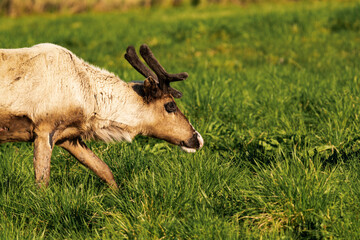 Reindeer or caribou (Rangifer tarandus) side view