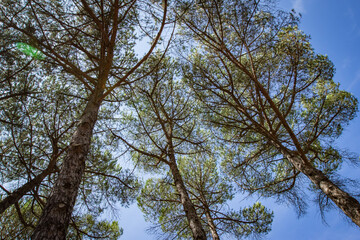 Parque dos Pinheiros Mansons, Oliveira do Bairro, Aveiro, Portugal.
