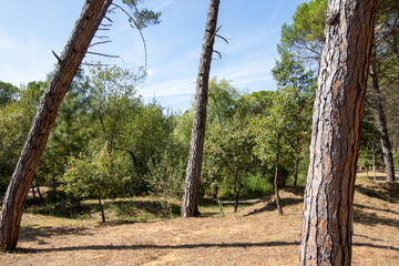 Parque dos Pinheiros Mansons, Oliveira do Bairro, Aveiro, Portugal.