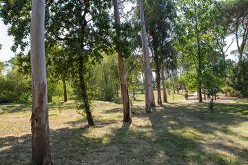 Tronco da arvore Pinheiro Manso, em Parque natural na cidade de Oliveira do Bairro