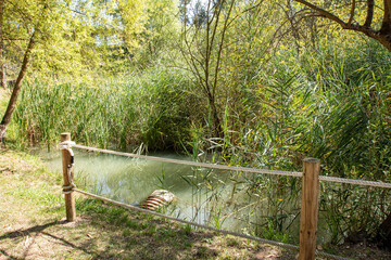 Parque dos Pinheiros Mansons, Oliveira do Bairro, Aveiro, Portugal.