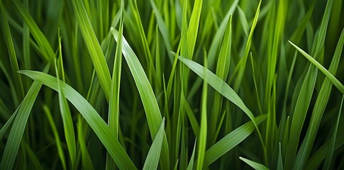 Fototapeta premium Close-up of Lush Green Grass Blades
