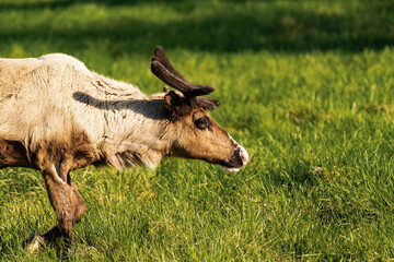 Reindeer or caribou (Rangifer tarandus) side view