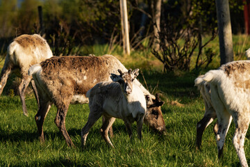 Young reindeer or caribou (Rangifer tarandus) looking straight in the camera