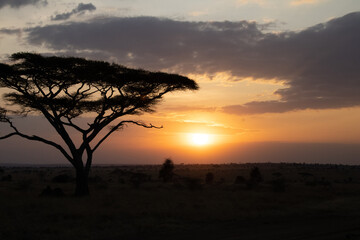 Serengeti Sunset: A Moment of Peace

