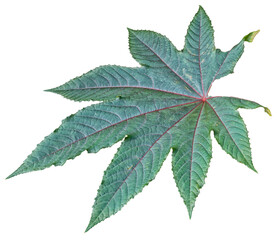 feuille de ricinus communis, ricin, PNG sur fond transparent