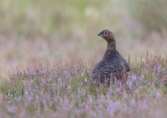 Red Grouse in pink heather