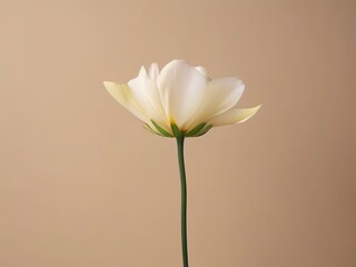 Fototapeta premium An image of a single white flower against a plain light-colored background