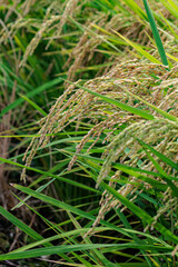 収穫時期を迎えた稲穂