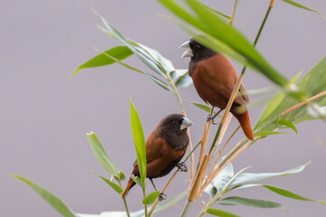 Chestnut Munia