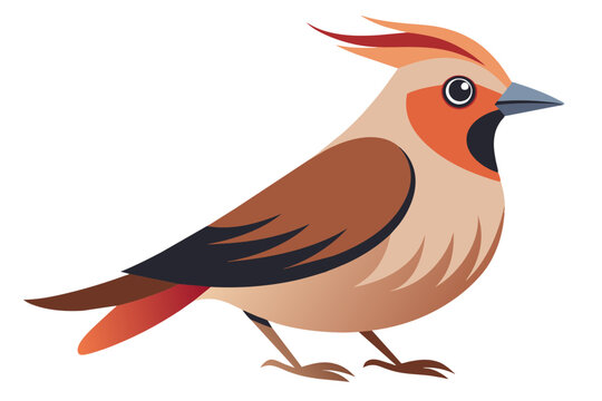 recommend clip art:  Beautiful bird bohemian waxwing vector art illustration 