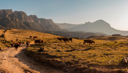 Rebanho de Vacas Salers pastando na montanha