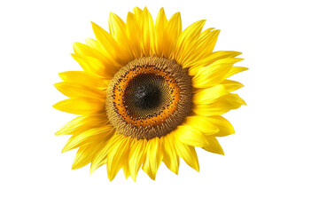 Fototapeta premium Beautiful Blooming Sunflower in the Sunlight on White Background