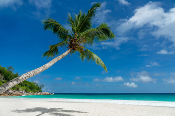 Obraz premium Leaning palm tree at Anse Georgette scenic beach in Praslin island, Seychelles