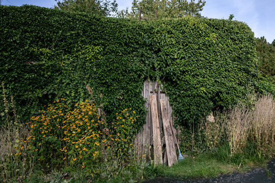 Bl&uuml;hende Rudbeckia (Rudbeckia trilopa) vor Schuppenwand von Efeu wild zugewachsen
