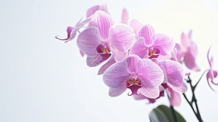 Obraz premium Orchid on a white background