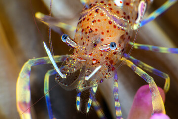 Periclimenes amethysteus shrimp. transparent shrimp. Close-up of comensal shrimp (Periclimenes amethysteus) in its anemone, Çanakkale Türkiye.
