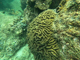 Coral, Sri Lanka © Andrea