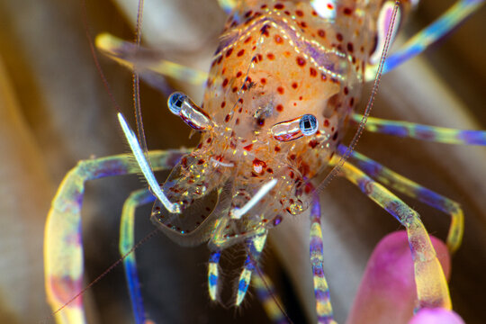 Periclimenes amethysteus shrimp. transparent shrimp. Close-up of comensal shrimp (Periclimenes amethysteus) in its anemone, &Ccedil;anakkale T&uuml;rkiye.