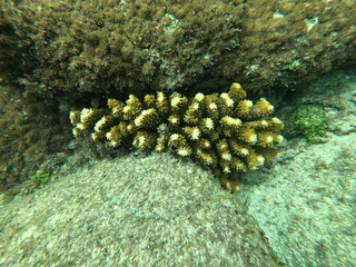 Coral, Sri Lanka