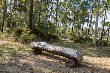 Parque dos Pinheiros Mansos, Cidade de Oliveira do Bairros, Aveiro, Portugal.