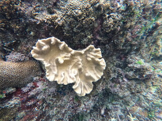 Coral, Sri Lanka