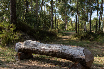 Parque dos Pinheiros Mansos, Cidade de Oliveira do Bairros, Aveiro, Portugal.