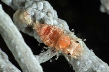 Balsia gasti Shrimp. Close up of a gorgonian comensal shrimp Balsia gasti...Canakkale Türkiye.