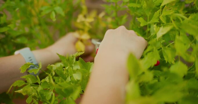 Close-Up of Gardener Pruning Lovage Shoots