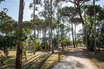 Parque dos Pinheiros Mansos, Cidade de Oliveira do Bairros, Aveiro, Portugal.