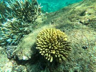 Coral, Sri Lanka © Andrea