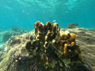 Coral, Sri Lanka © Andrea