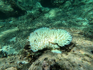 Coral, Sri Lanka