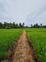 lion's rock, sri lanka