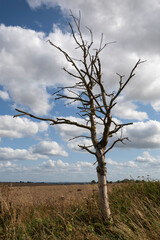 dead tree in the field, Berkshire, UK