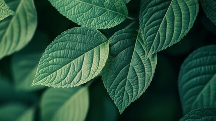 Close-up of Lush Green Leaves in a Forest