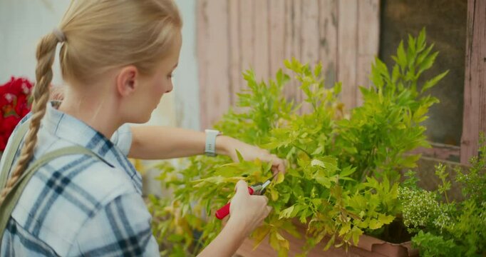 Gardener Takes Care of Lovage Herbs and Prunes Shoots