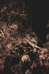 Macro photo of vibrant green moss creating a creepy, morbid texture.